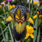Golden Veil-Rare Iris Seeds⚜️