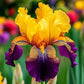 Golden Veil-Rare Iris Seeds⚜️