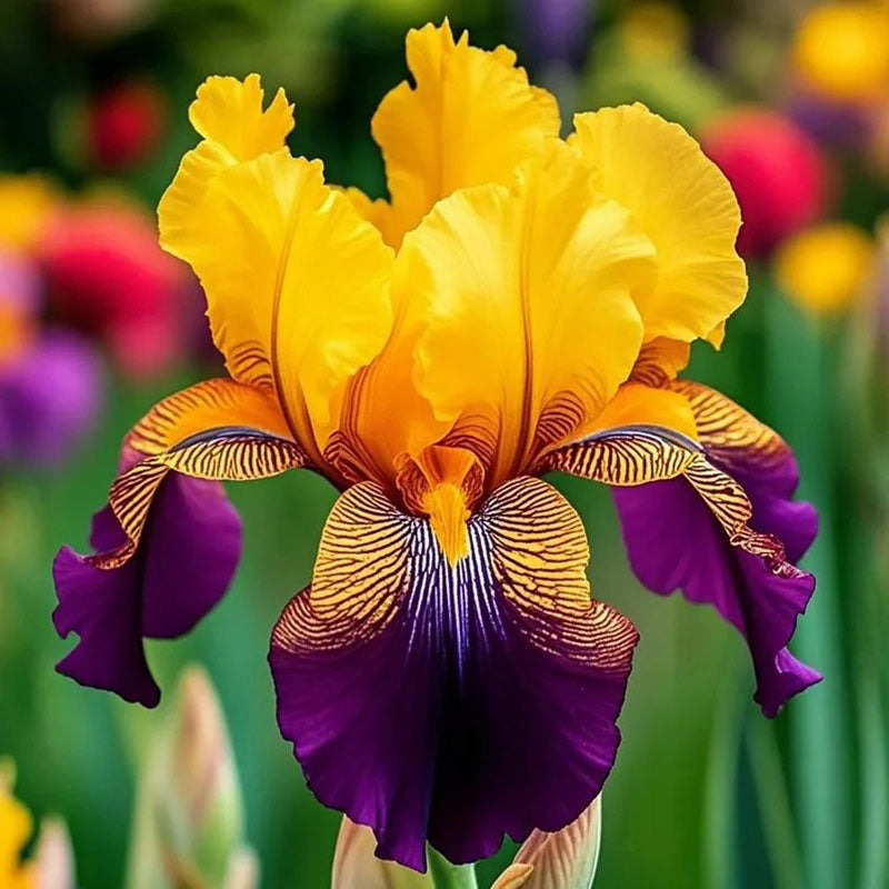 Ruby Streak-Rare Iris Seeds ⚜️