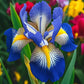 Golden Veil-Rare Iris Seeds⚜️