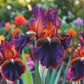 Pearl Mist-Rare Iris Seeds⚜️