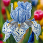 Sapphire Veil-Rare Iris Seeds⚜️