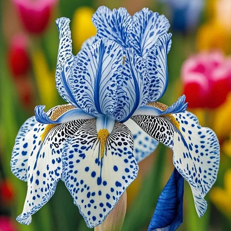 Sapphire Veil-Rare Iris Seeds⚜️