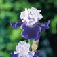 Iris Germanica 'Over Alaska'