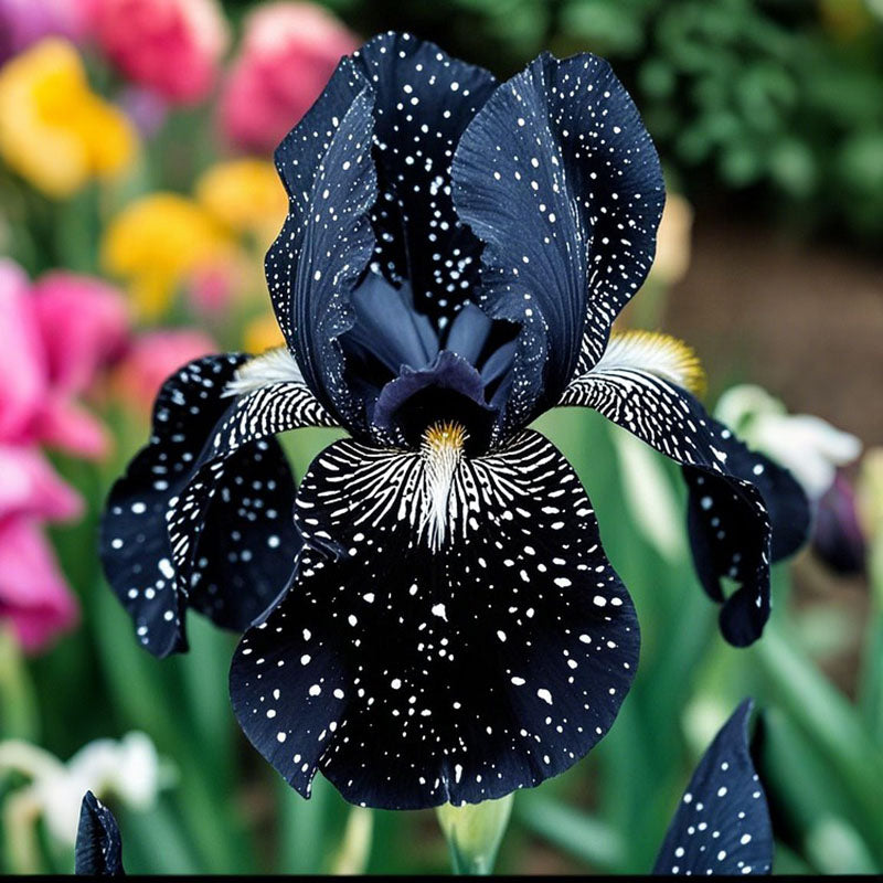 Golden Veil-Rare Iris Seeds⚜️