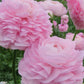 Ranunculus Rose Chiaro Corms Bulbs Growing Bonsai Roots Rhizomes Tubers Potted Planting Reblooming Fragrant Garden Species Blooms Flower Seeds Plant Gardening