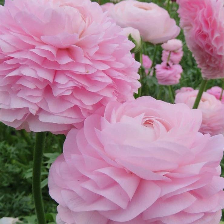 Ranunculus Rose Chiaro Corms Bulbs Growing Bonsai Roots Rhizomes Tubers Potted Planting Reblooming Fragrant Garden Species Blooms Flower Seeds Plant Gardening