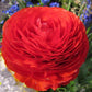 Red Color Flower Ranunculus Corms Bulbs Persian Buttercup Growing Bonsai Roots Rhizomes Tubers Potted Planting Reblooming Fragrant Garden Species Blooms Flower Seeds Plant Gardening