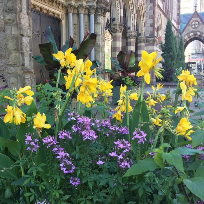 Banana Punch Canna Bulbs Perennial Growing Bonsai Roots Rhizomes Corms Tubers Potted Planting Reblooming Fragrant Garden Species Blooms Flower Seeds Plant Gardening