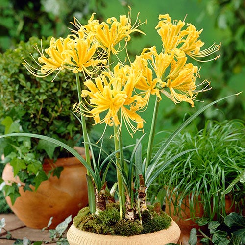 Yellow Spider Lily Lycoris Bulbs Radiata Hurricane Cluster Amayllis Growing Bonsai Roots Rhizomes Corms Tubers Potted Planting Reblooming Fragrant Garden Species Blooms Flower Seeds Plant Gardening