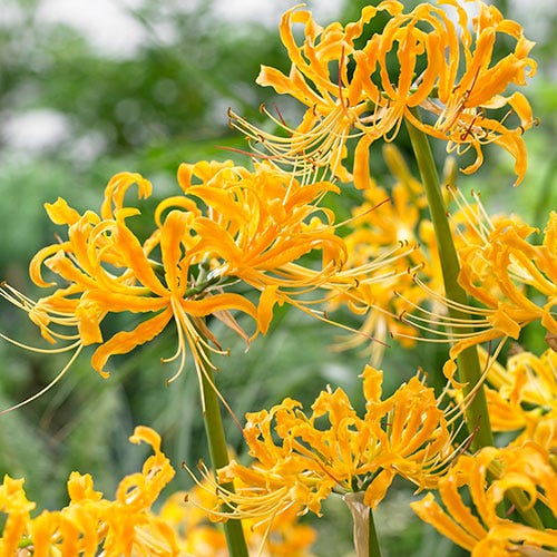 Yellow Spider Lily Lycoris Bulbs Radiata Hurricane Cluster Amayllis Growing Bonsai Roots Rhizomes Corms Tubers Potted Planting Reblooming Fragrant Garden Species Blooms Flower Seeds Plant Gardening