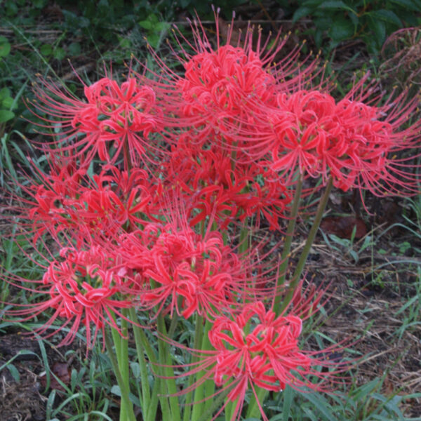 Red Surprise Lycoris Radiata Spider Lilies Bulbs Radiata Hurricane Lily Cluster Amayllis Growing Bonsai Roots Rhizomes Corms Tubers Potted Planting Reblooming Fragrant Garden Species Blooms Flower Seeds Plant Gardening
