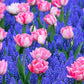 Collection  Magenta Grape Hyacinth Magic Bulbs Blooms Species Growing Bonsai Roots Rhizomes Corms Tubers Potted Planting Reblooming Fragrant Garden Flower Seeds Plant Gardening