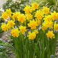 Tete Boucle Miniature Double Daffodil Narcissus Bulbs Blooms Species Growing Bonsai Roots Rhizomes Corms Tubers Potted Planting Reblooming Fragrant Garden Flower Seeds Plant