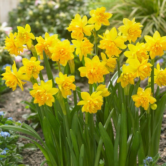 Tete Boucle Miniature Double Daffodil Narcissus Bulbs Blooms Species Growing Bonsai Roots Rhizomes Corms Tubers Potted Planting Reblooming Fragrant Garden Flower Seeds Plant