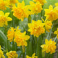 Tete Boucle Miniature Double Daffodil Narcissus Bulbs Blooms Species Growing Bonsai Roots Rhizomes Corms Tubers Potted Planting Reblooming Fragrant Garden Flower Seeds Plant