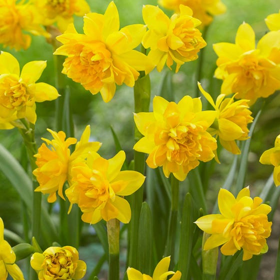 Tete Boucle Miniature Double Daffodil Narcissus Bulbs Blooms Species Growing Bonsai Roots Rhizomes Corms Tubers Potted Planting Reblooming Fragrant Garden Flower Seeds Plant