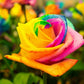 Rainbow Rose Seedlings Flower Seeds Perennial Growing Bonsai Corms Tubers Potted Planting Reblooming Fragrant Garden Roots Rhizomes Species Blooms Plant Bulbs Gardening Tree
