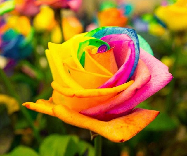 Rainbow Rose Seedlings Flower Seeds Perennial Growing Bonsai Corms Tubers Potted Planting Reblooming Fragrant Garden Roots Rhizomes Species Blooms Plant Bulbs Gardening Tree