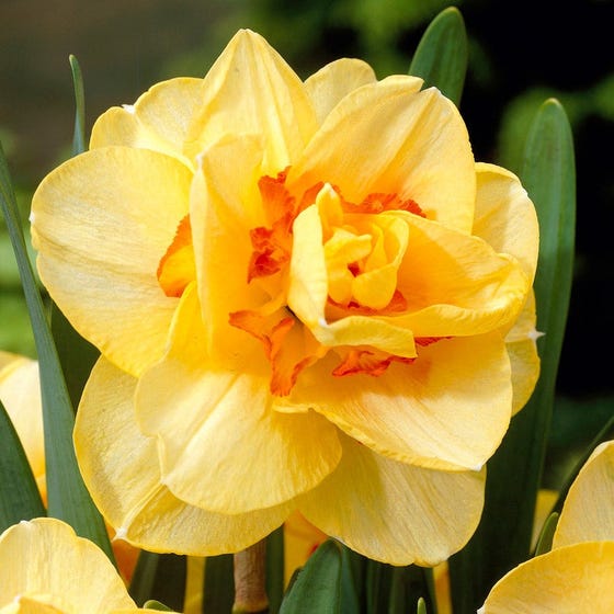 Tahiti Double Daffodil Narcissus Bulbs Blooms Species Growing Bonsai Roots Rhizomes Corms Tubers Potted Planting Reblooming Fragrant Garden Flower Seeds Plant