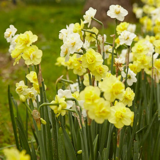 Yellow Cheerfulness Double Daffodil Narcissus Bulbs Blooms Species Growing Bonsai Roots Rhizomes Corms Tubers Potted Planting Reblooming Fragrant Garden Flower Seeds Plant