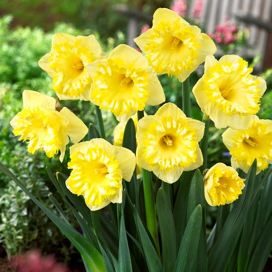 Snowtip Large Cupped Daffodil Narcissus Bulbs Blooms Species Growing Bonsai Roots Rhizomes Corms Tubers Potted Planting Reblooming Fragrant Garden Flower Seeds Plant