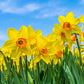 Scarlet O'hara Large Cupped Daffodil Narcissus Bulbs Blooms Species Growing Bonsai Roots Rhizomes Corms Tubers Potted Planting Reblooming Fragrant Garden Flower Seeds Plant