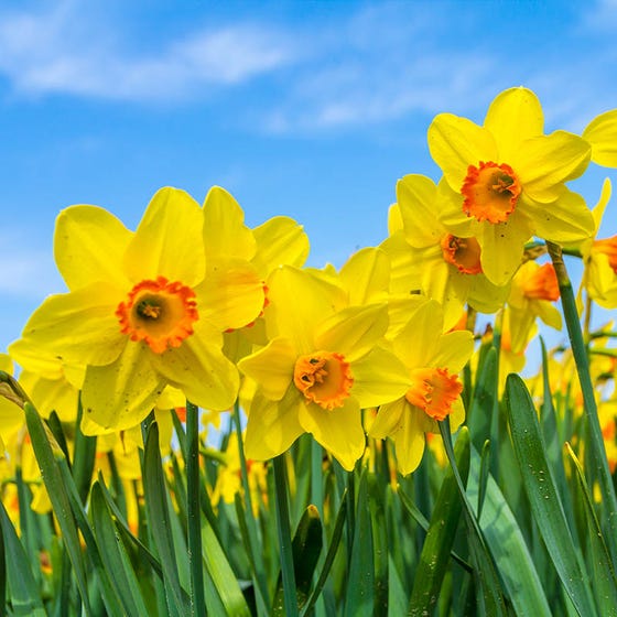 Scarlet O'hara Large Cupped Daffodil Narcissus Bulbs Blooms Species Growing Bonsai Roots Rhizomes Corms Tubers Potted Planting Reblooming Fragrant Garden Flower Seeds Plant