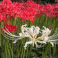 Random Lycoris Spider Lilies Bulbs Radiata Hurricane Lily Cluster Amayllis Growing Bonsai Roots Rhizomes Corms Tubers Potted Planting Reblooming Fragrant Garden Species Blooms Flower Seeds Plant Gardening