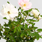 Button White Rose Seedlings Flower Seeds Perennial Growing Bonsai Corms Tubers Potted Planting Reblooming Fragrant Garden Roots Rhizomes Species Blooms Plant Bulbs Gardening Tree
