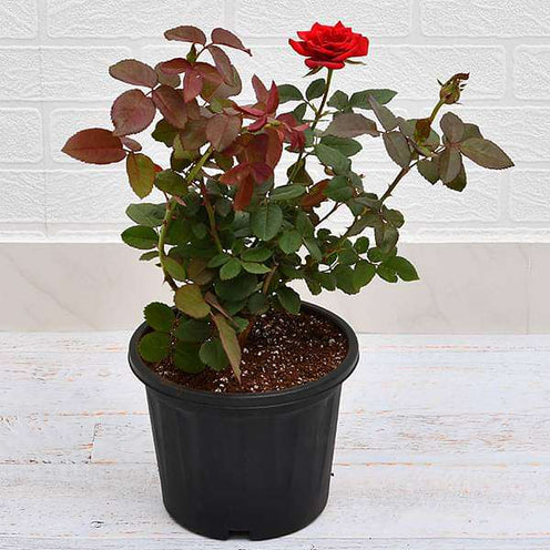 Cheap Red Rose Seedlings Flower Seeds Perennial Growing Bonsai Corms Tubers Potted Planting Reblooming Fragrant Garden Roots Rhizomes Species Blooms Plant Bulbs Gardening Tree