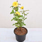 Yellow Rose Seedlings Flower Seeds Perennial Growing Bonsai Corms Tubers Potted Planting Reblooming Fragrant Garden Roots Rhizomes Species Blooms Plant Bulbs Gardening Tree
