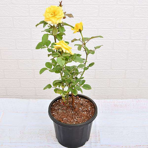 Yellow Rose Seedlings Flower Seeds Perennial Growing Bonsai Corms Tubers Potted Planting Reblooming Fragrant Garden Roots Rhizomes Species Blooms Plant Bulbs Gardening Tree