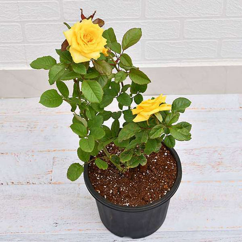 Yellow Rose Seedlings Flower Seeds Perennial Growing Bonsai Corms Tubers Potted Planting Reblooming Fragrant Garden Roots Rhizomes Species Blooms Plant Bulbs Gardening Tree