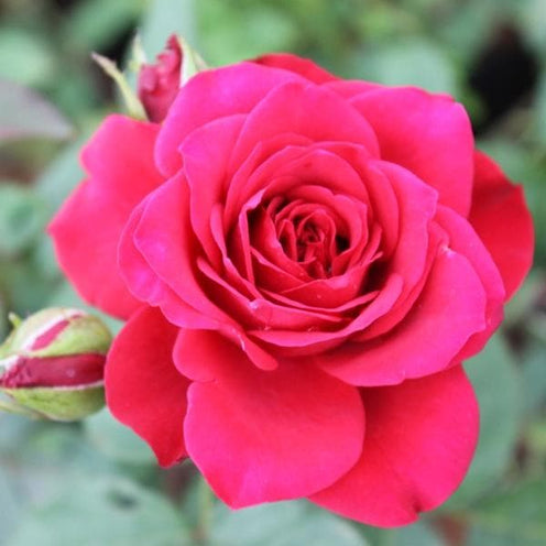 Any Girl Rose Seedlings Flower Seeds Perennial Growing Bonsai Corms Tubers Potted Planting Reblooming Fragrant Garden Roots Rhizomes Species Blooms Plant Bulbs Gardening Tree