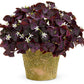Wine Oxalis Bulbs Wood Sorrel Shamrock Perennial Growing Bonsai Roots Rhizomes Corms Tubers Potted Planting Reblooming Fragrant Garden Species Blooms Flower Seeds Plant Gardening