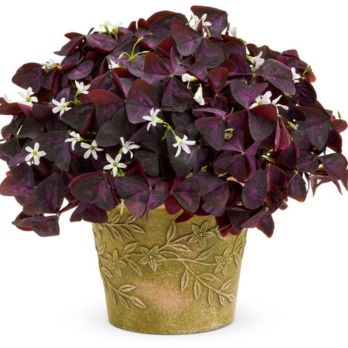 Wine Oxalis Bulbs Wood Sorrel Shamrock Perennial Growing Bonsai Roots Rhizomes Corms Tubers Potted Planting Reblooming Fragrant Garden Species Blooms Flower Seeds Plant Gardening