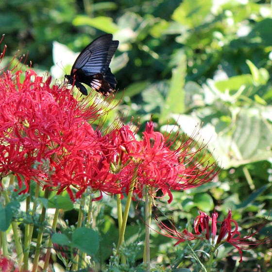 Red Lycoris Spider Lilies Bulbs Radiata Hurricane Lily Cluster Amayllis Growing Bonsai Roots Rhizomes Corms Tubers Potted Planting Reblooming Fragrant Garden Species Blooms Flower Seeds Plant Gardening
