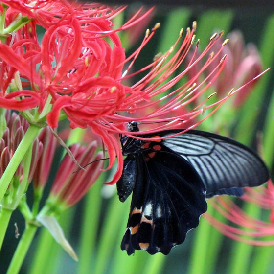 Red Lycoris Spider Lilies Bulbs Radiata Hurricane Lily Cluster Amayllis Growing Bonsai Roots Rhizomes Corms Tubers Potted Planting Reblooming Fragrant Garden Species Blooms Flower Seeds Plant Gardening