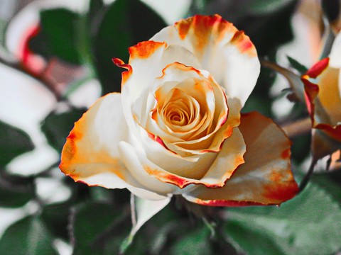 Cheap Hybrid Rose Seedlings Flower Seeds Perennial Growing Bonsai Corms Tubers Potted Planting Reblooming Fragrant Garden Roots Rhizomes Species Blooms Plant Bulbs Gardening Tree