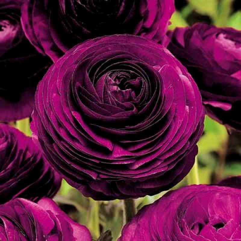 Ranunculus Bulbs Purple Corms Growing Bonsai Roots Rhizomes Tubers Potted Planting Reblooming Fragrant Garden Species Blooms Flower Seeds Plant Gardening