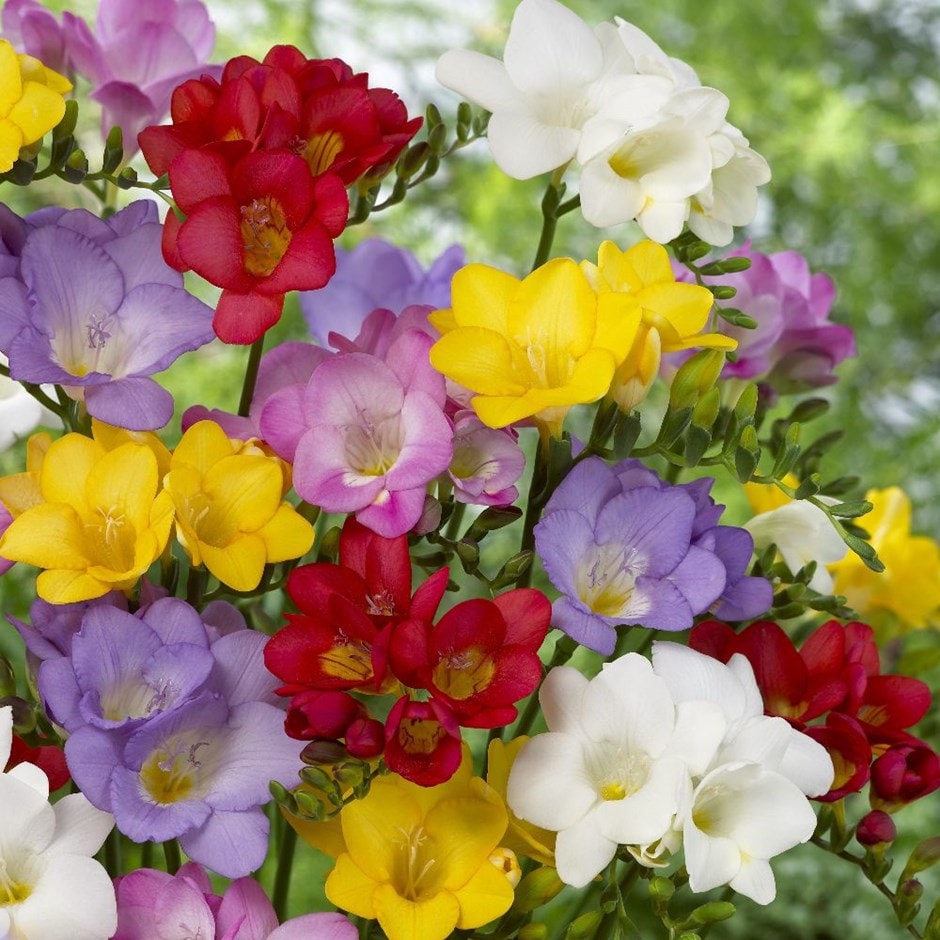 Single Freesia Bulbs Growing Bonsai Roots Rhizomes Corms Tubers Potted Planting Reblooming Fragrant Garden Species Blooms Flower Seeds Plant Gardening