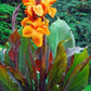 Wyoming Canna Bulbs Perennial Growing Bonsai Roots Rhizomes Corms Tubers Potted Planting Reblooming Fragrant Garden Species Blooms Flower Seeds Plant Gardening