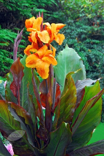 Wyoming Canna Bulbs Perennial Growing Bonsai Roots Rhizomes Corms Tubers Potted Planting Reblooming Fragrant Garden Species Blooms Flower Seeds Plant Gardening