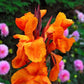 Wyoming Canna Bulbs Perennial Growing Bonsai Roots Rhizomes Corms Tubers Potted Planting Reblooming Fragrant Garden Species Blooms Flower Seeds Plant Gardening