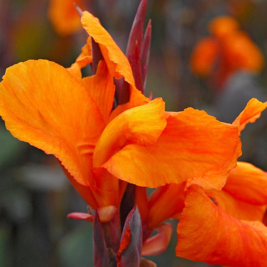 Wyoming Canna Lily Bulbs Perennial Growing Bonsai Roots Rhizomes Corms Tubers Potted Planting Reblooming Fragrant Garden Species Blooms Flower Seeds Plant Gardening