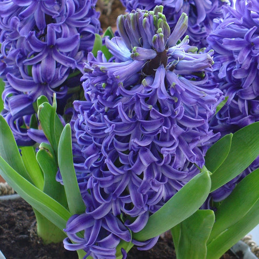 Blue Pearl Hyacinth Mixture Bulbs Blooms Species Growing Bonsai Roots Rhizomes Corms Tubers Potted Planting Reblooming Fragrant Garden Flower Seeds Plant Gardening