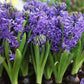 Blue Pearl Hyacinth Bulbs Blooms Species Growing Bonsai Roots Rhizomes Corms Tubers Potted Planting Reblooming Fragrant Garden Flower Seeds Plant Gardening