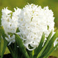 White Pearl Prepared Hyacinth Bulbs Blooms Species Growing Bonsai Roots Rhizomes Corms Tubers Potted Planting Reblooming Fragrant Garden Flower Seeds Plant Gardening