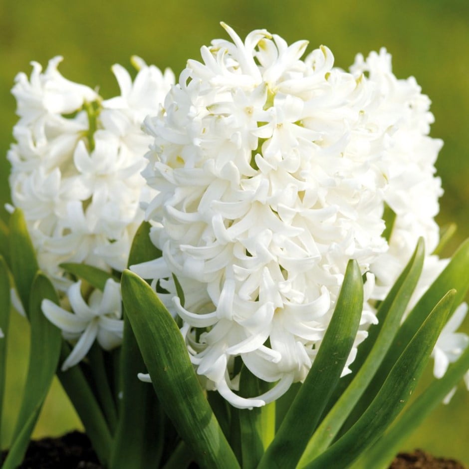 White Pearl Prepared Hyacinth Bulbs Blooms Species Growing Bonsai Roots Rhizomes Corms Tubers Potted Planting Reblooming Fragrant Garden Flower Seeds Plant Gardening